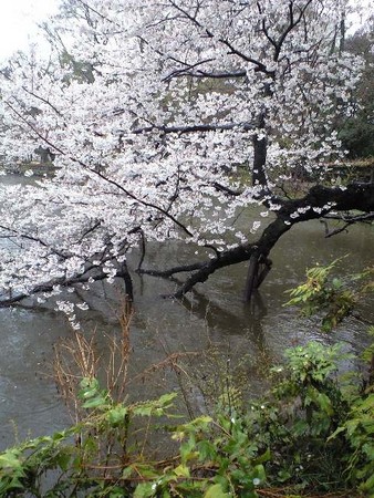 f:id:tokyo-sotai:20080331112302j:image