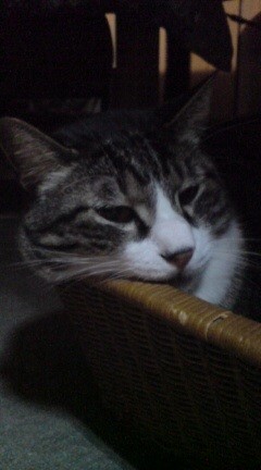 f:id:tokyo-sotai:20080524231119j:image