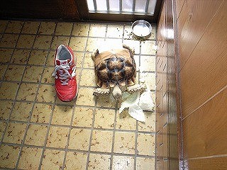 f:id:tokyo-sotai:20081111234836j:image