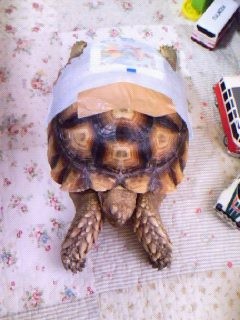 f:id:tokyo_sotai:20090322135811j:image