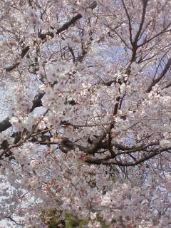 f:id:tokyo_sotai:20090329143403j:image f:id:tokyo_sotai:20090329143403j:image