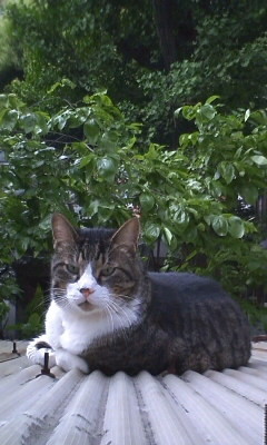 f:id:tokyo_sotai:20100513150734j:image