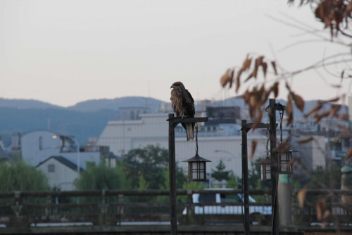 f:id:tokyo_sotai:20110901172043j:image