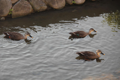 f:id:tokyo_sotai:20110901173019j:image