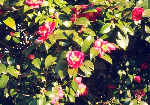 f:id:tokyo_sotai:20130131070240j:image