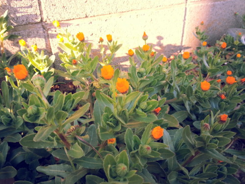 f:id:tokyo_sotai:20130131152747j:image