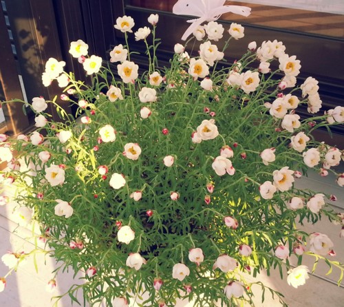 f:id:tokyo_sotai:20130202011006j:image