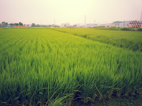 f:id:tokyo_sotai:20130812174534j:image