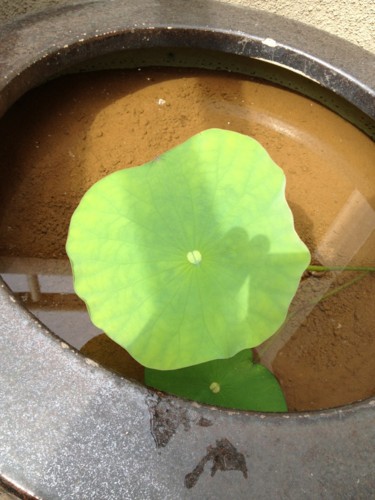 f:id:tokyo_sotai:20150512084658j:plain