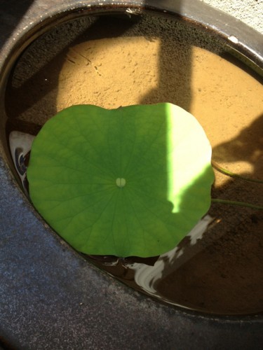 f:id:tokyo_sotai:20150513085844j:plain