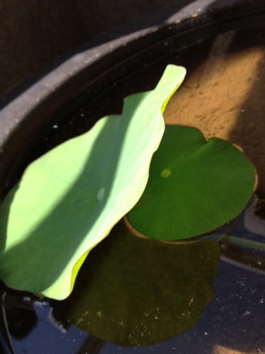 f:id:tokyo_sotai:20150514092355j:plain